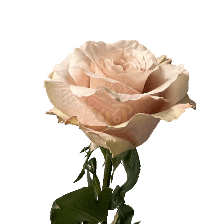 Sandy Roses Sand 3