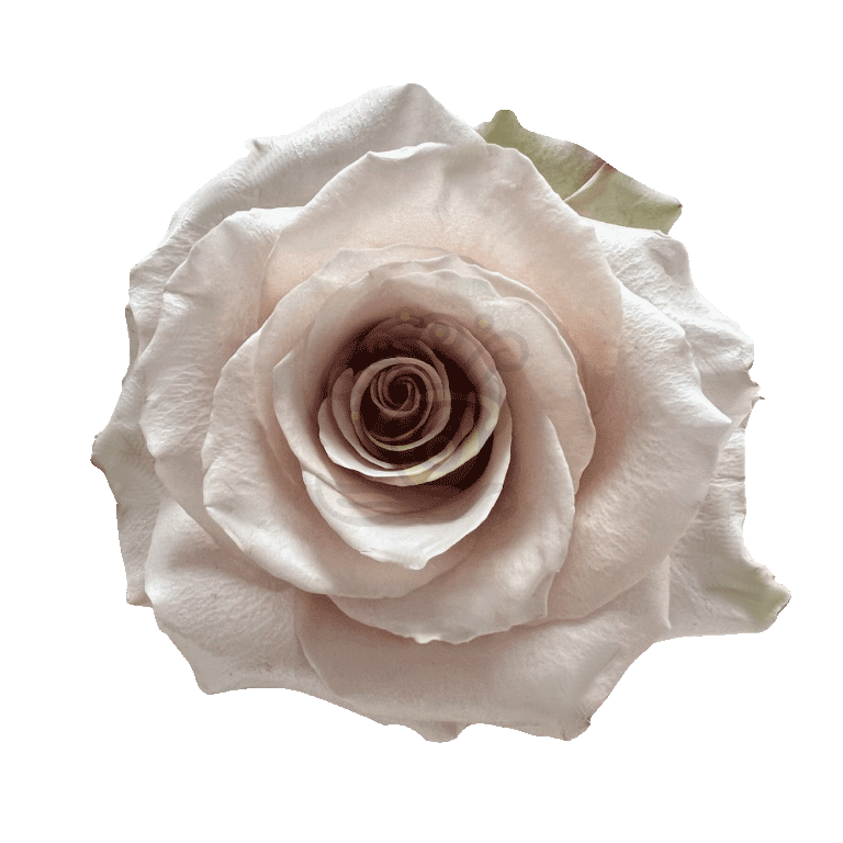 Sandy Roses Sand