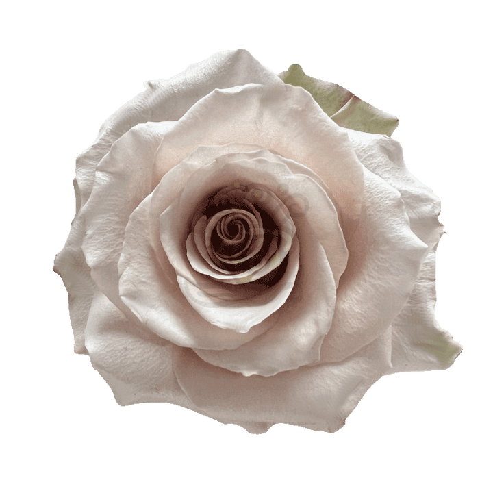 Sandy Roses Sand