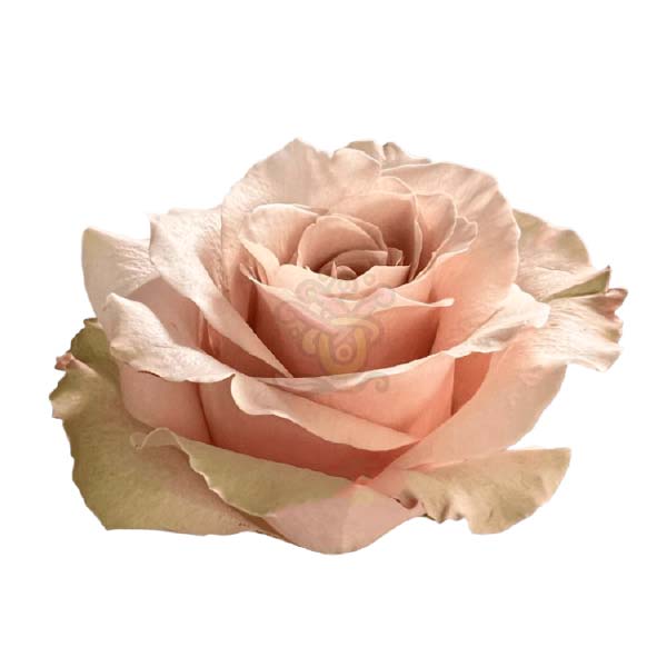 Sandy rose head in cream, grown in Ecuador by Asiri Blooms