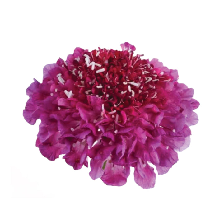 Scabiosas Hot Pink • Asiri Blooms • Wholesale  Flowers