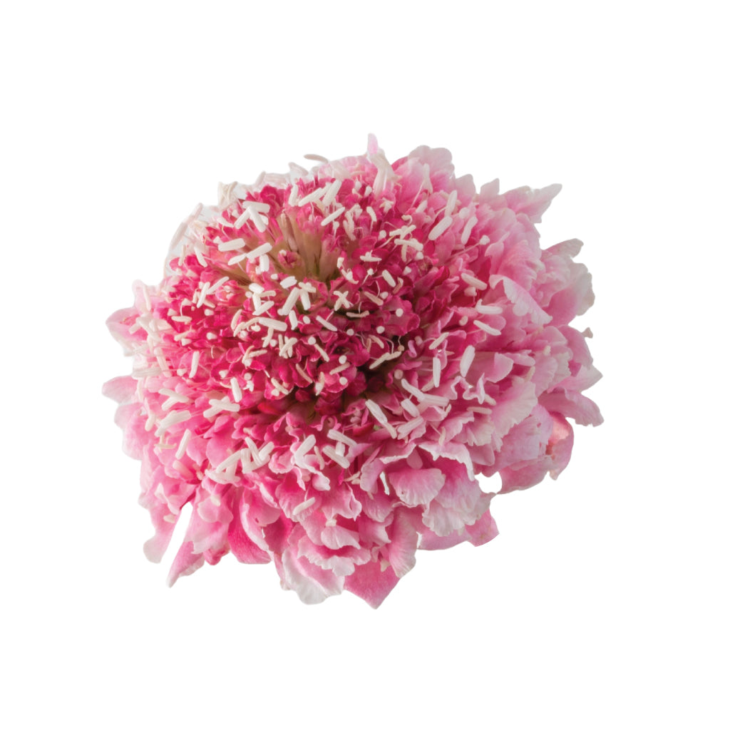 Scabiosas Pink • Asiri Blooms • Wholesale  Flowers