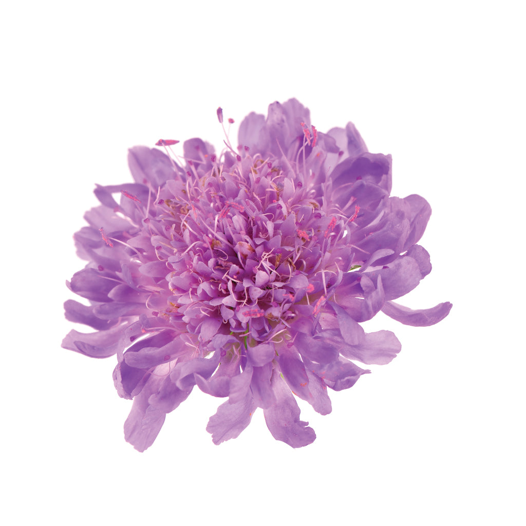 Scabiosas Purple • Asiri Blooms • Wholesale  Flowers