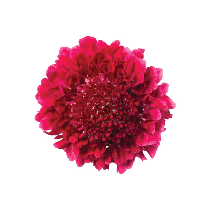 Scabiosas Red • Asiri Blooms • Wholesale  Flowers
