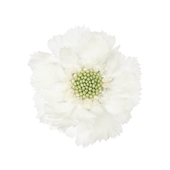Scabiosas White • Asiri Blooms