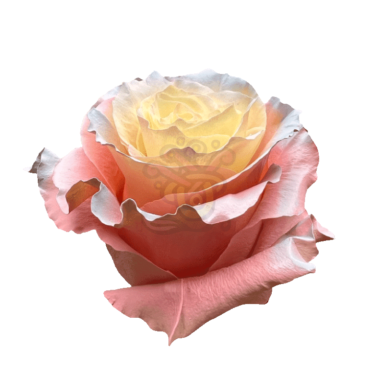 Seduction Tinted Roses 2