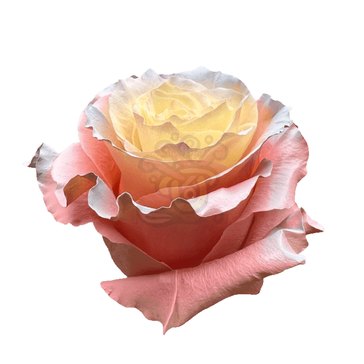 Seduction Tinted Roses 2