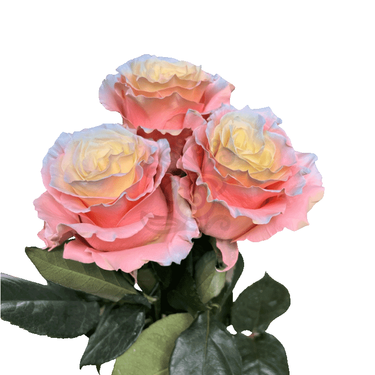 Seduction Tinted Roses 3