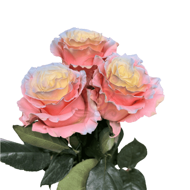 Seduction Tinted Roses 3