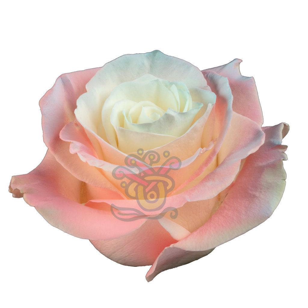 Seduction Tinted Roses • Asiri Blooms