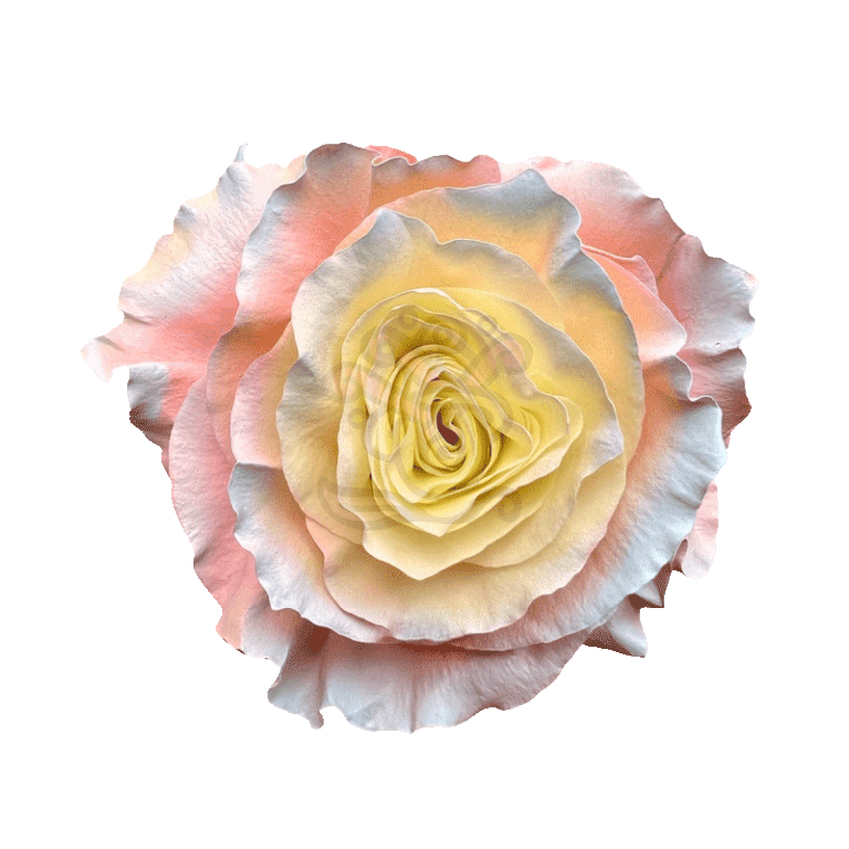 Seduction Tinted Roses