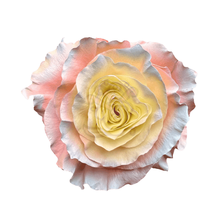 Seduction Tinted Roses