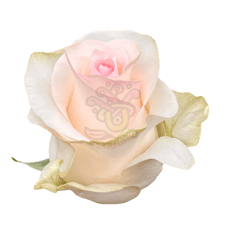 Senorita Roses Light Pink 2