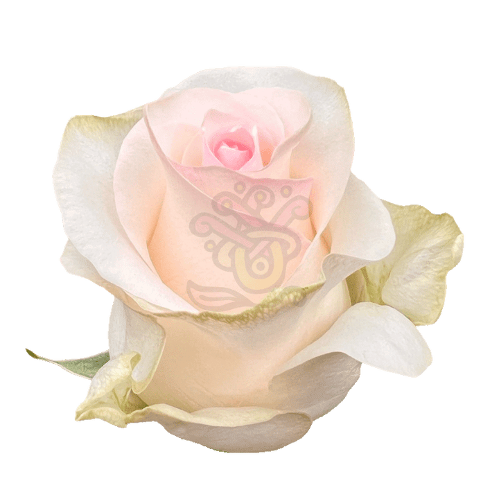 Senorita Roses Light Pink 2