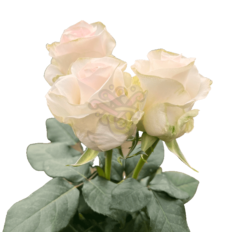 Senorita Roses Light Pink 3