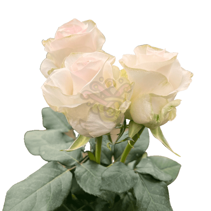 Senorita Roses Light Pink 3