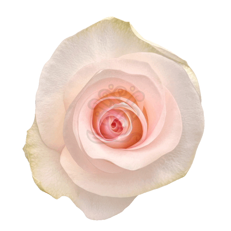 Senorita Roses Light Pink