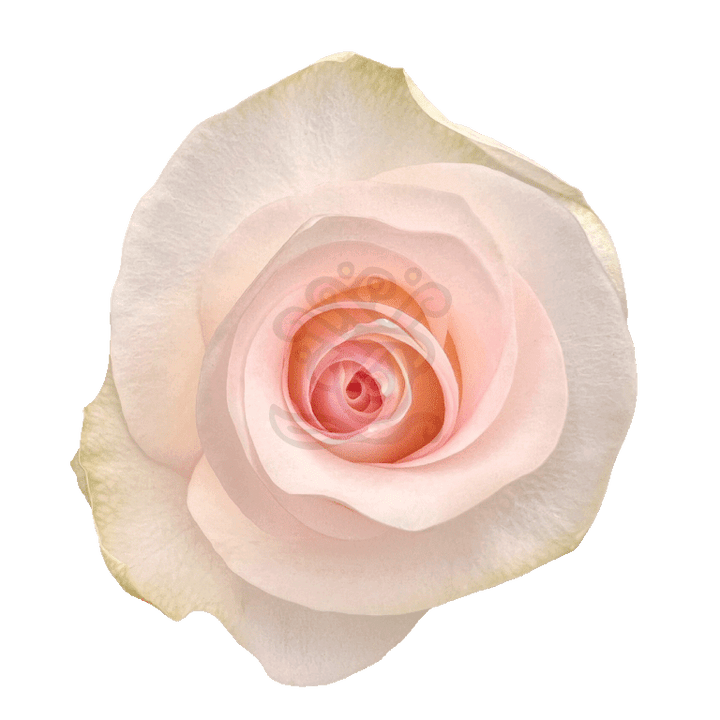 Senorita Roses Light Pink