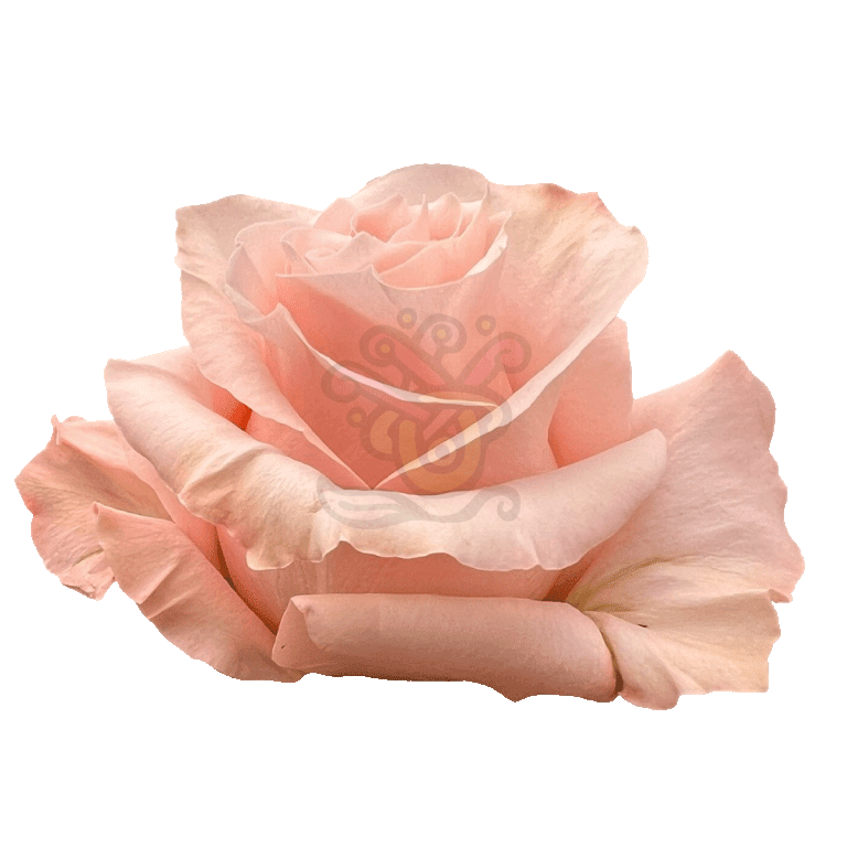 Shimmer Roses Peach 2