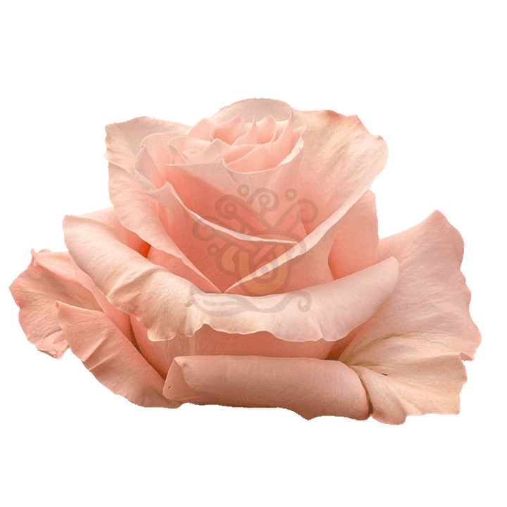 Shimmer Roses Peach 2