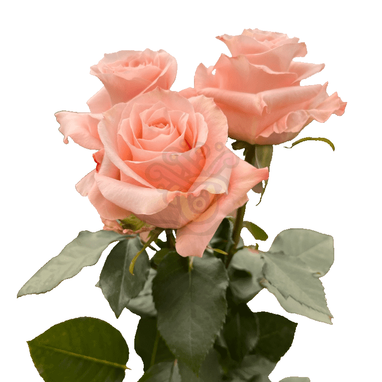 Shimmer Roses Peach 3