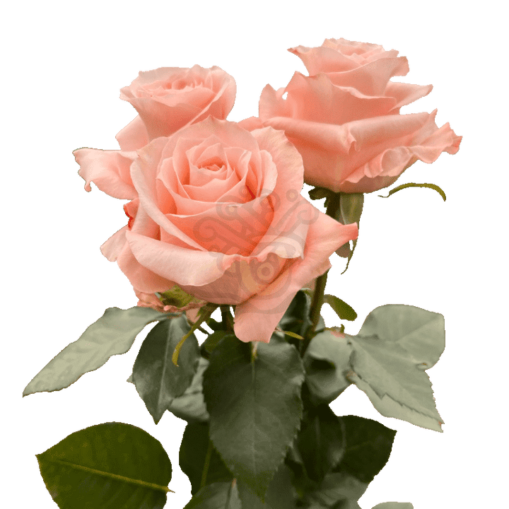 Shimmer Roses Peach 3