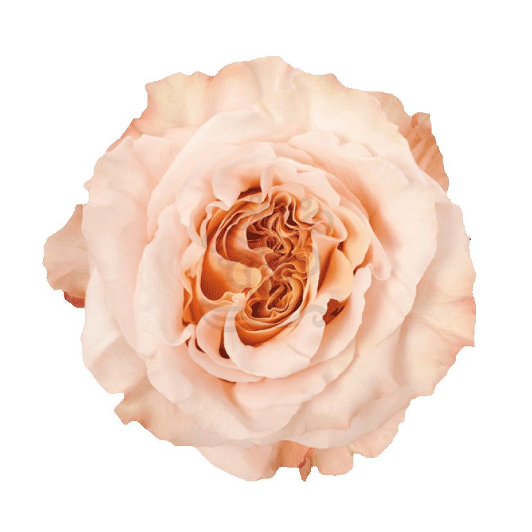 Shimmer Roses Peach
