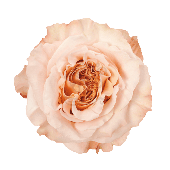 Shimmer Roses Peach