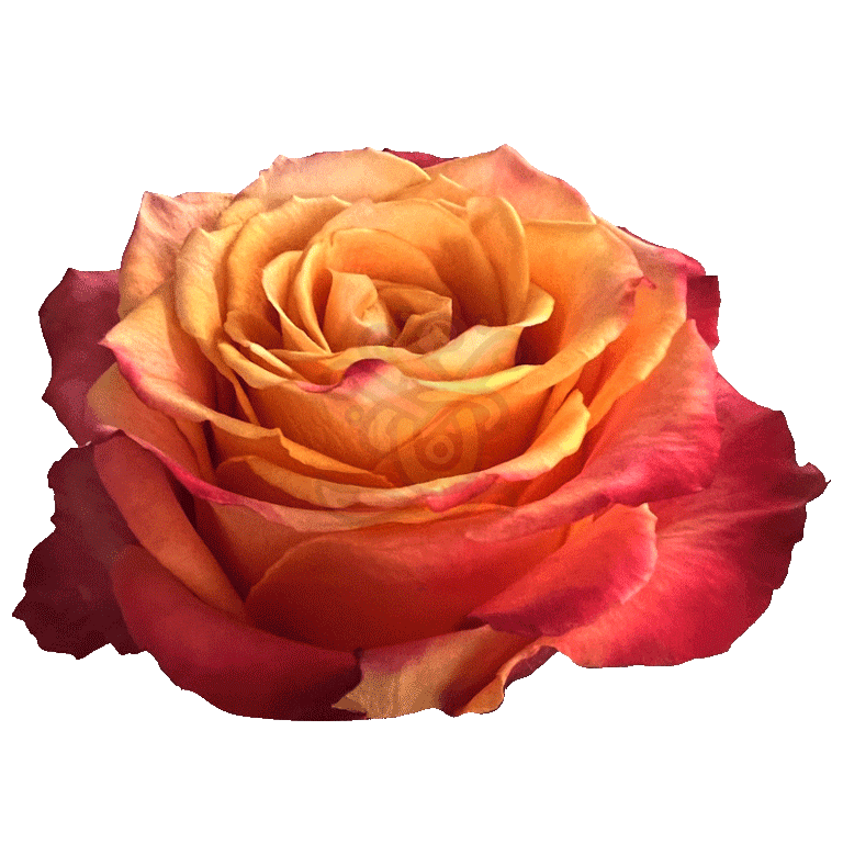 Silantoi Roses Bicolored 2
