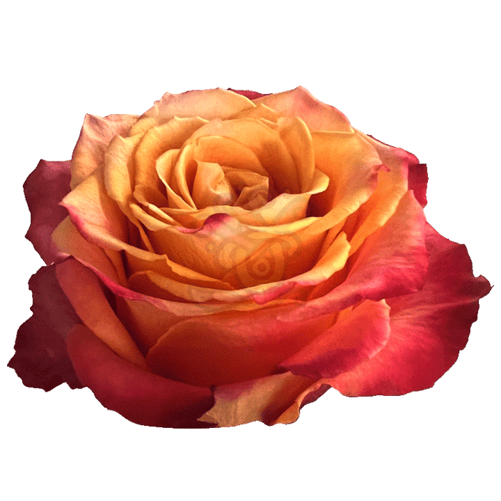 Silantoi Roses Bicolored 2