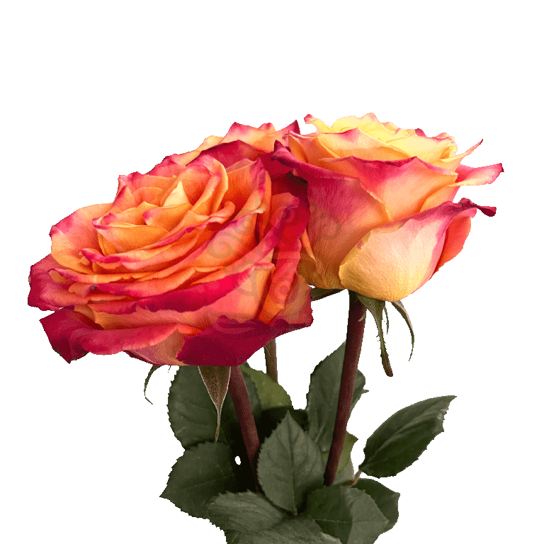 Silantoi Roses Bicolored 3