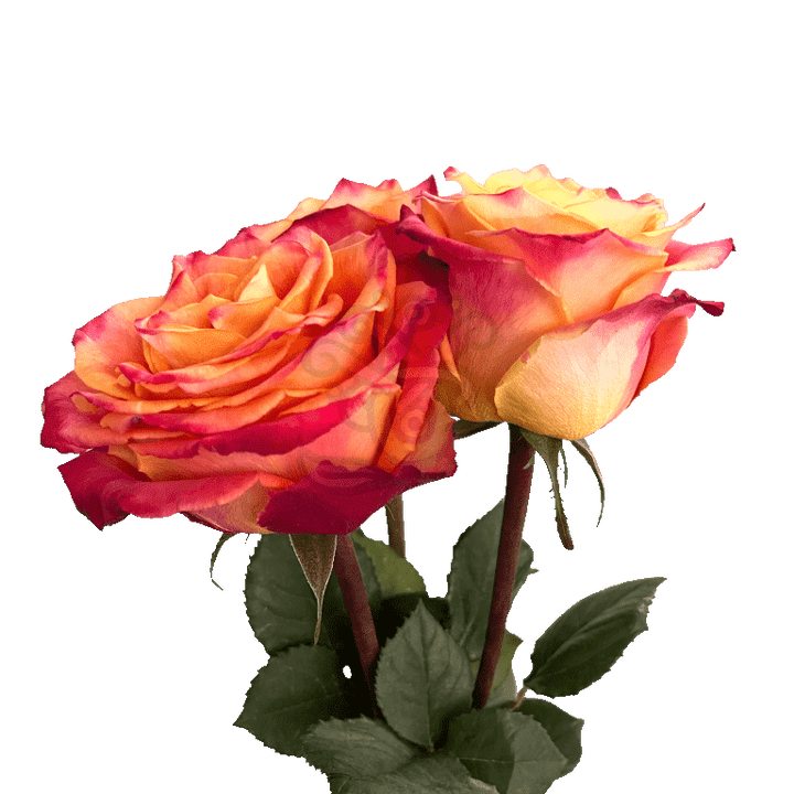 Silantoi Roses Bicolored 3