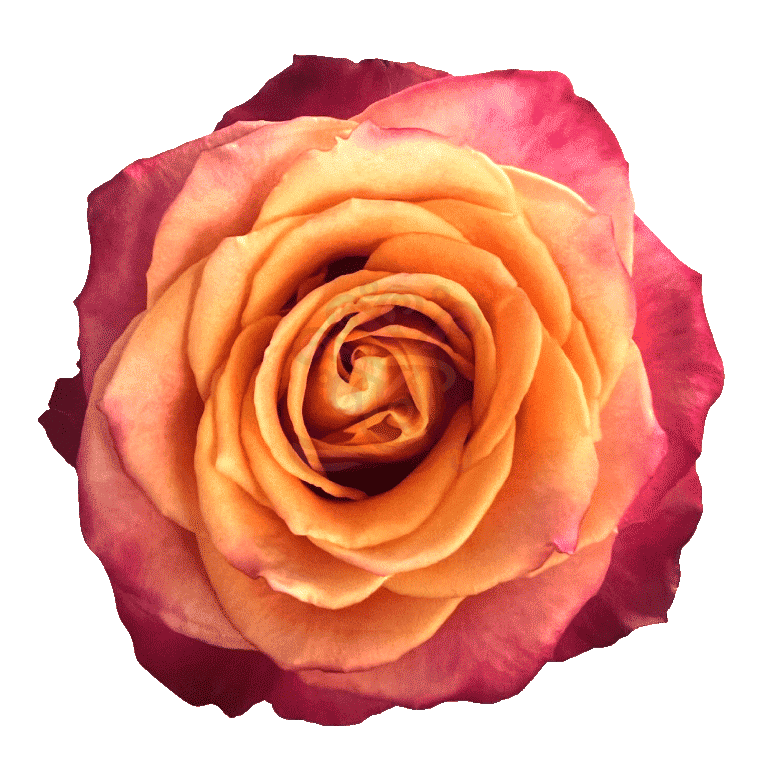 Silantoi Roses Bicolored