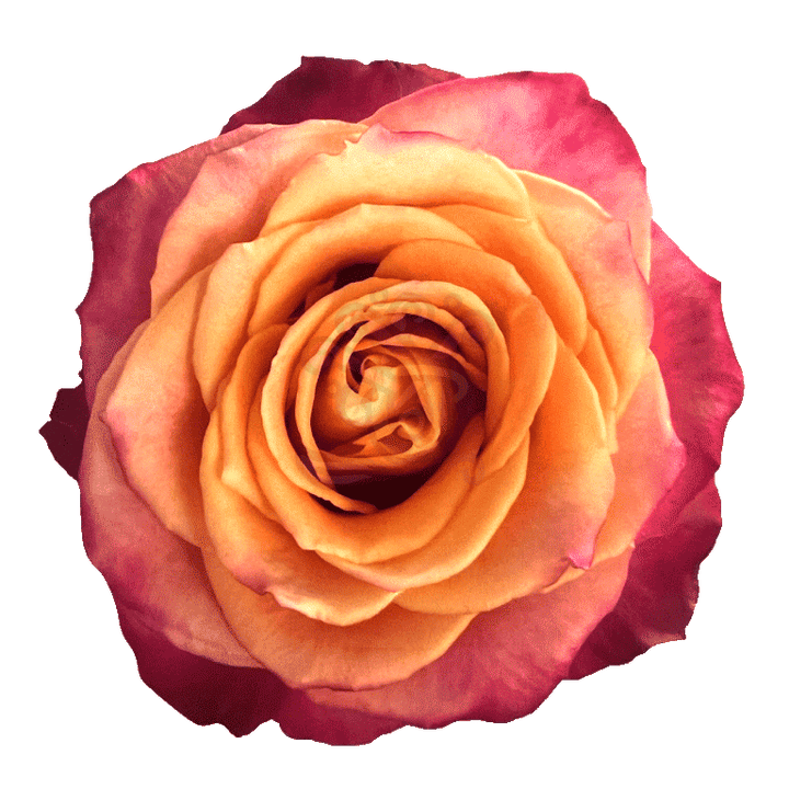 Silantoi Roses Bicolored