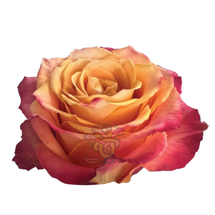 Silantoi Roses