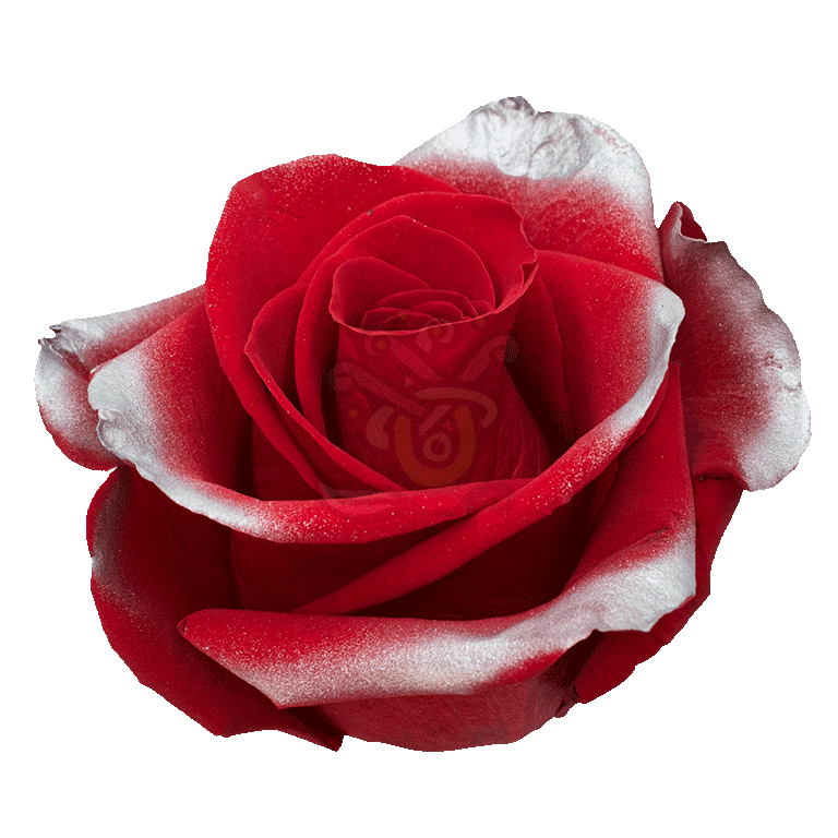 Silver Xmas Tinted Roses