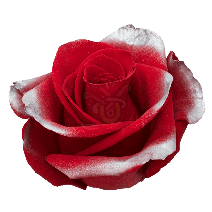 Silver Xmas Tinted Roses