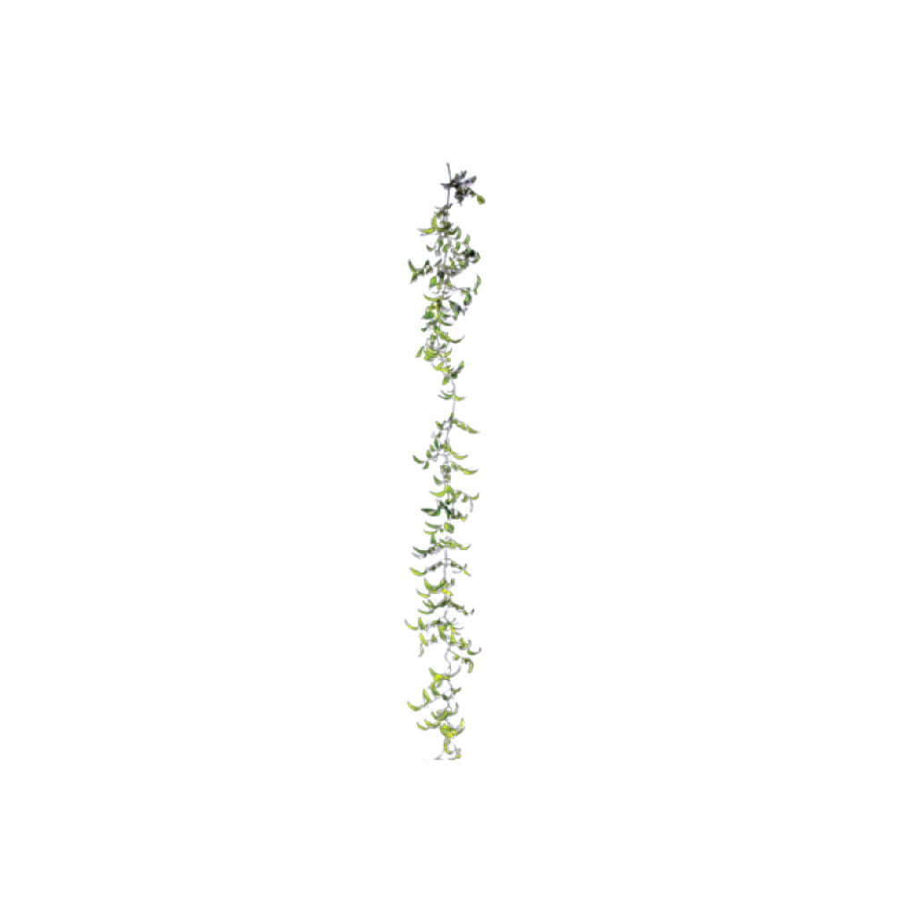 Smilax • Asiri Blooms • Bulk Flowers
