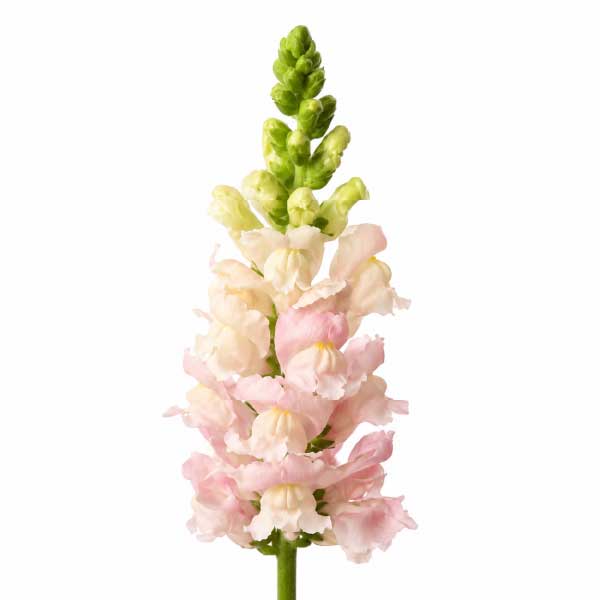 Snapdragon Light Pink