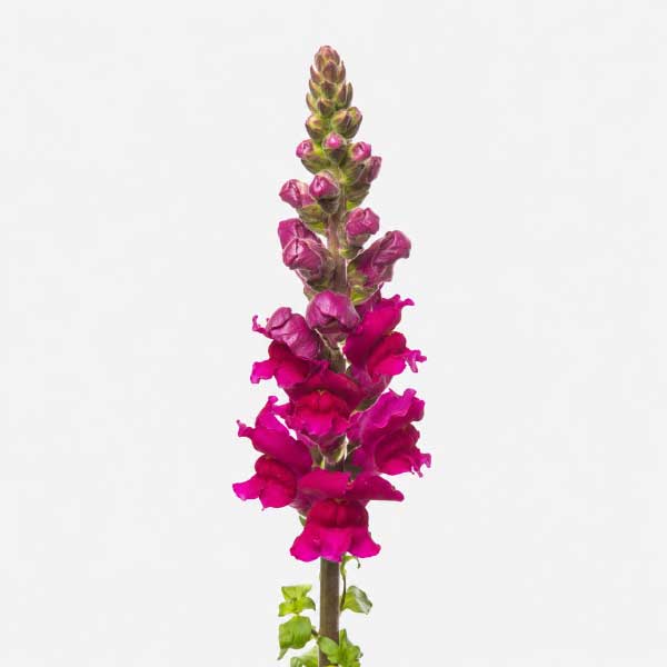 Snapdragon Magenta