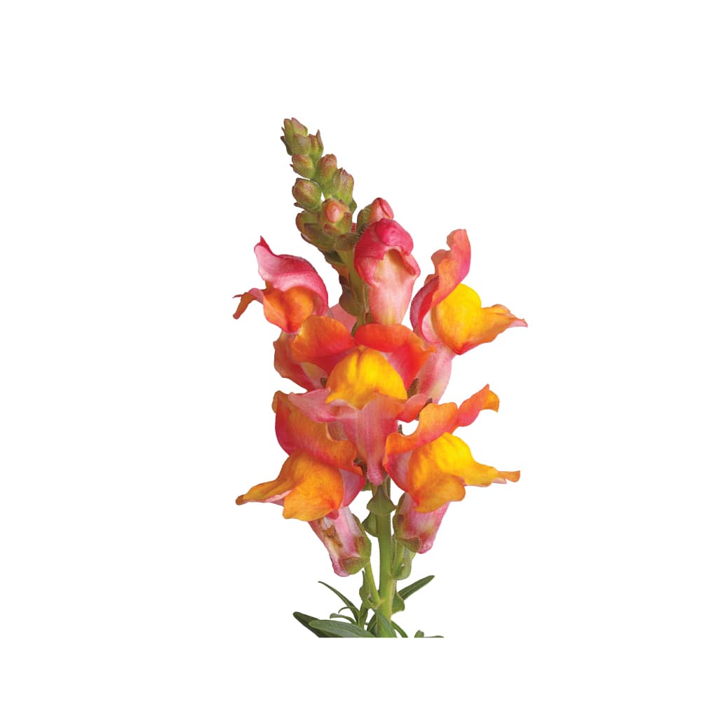SnapDragon Orange • Asiri Blooms