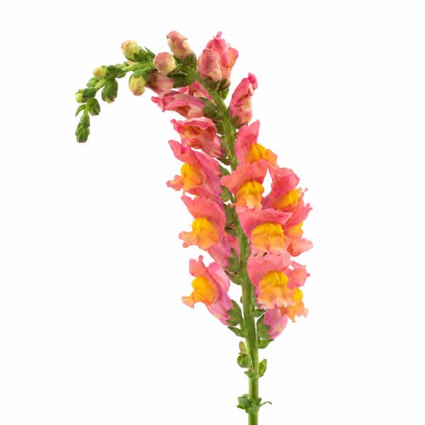 Snapdragon Orange