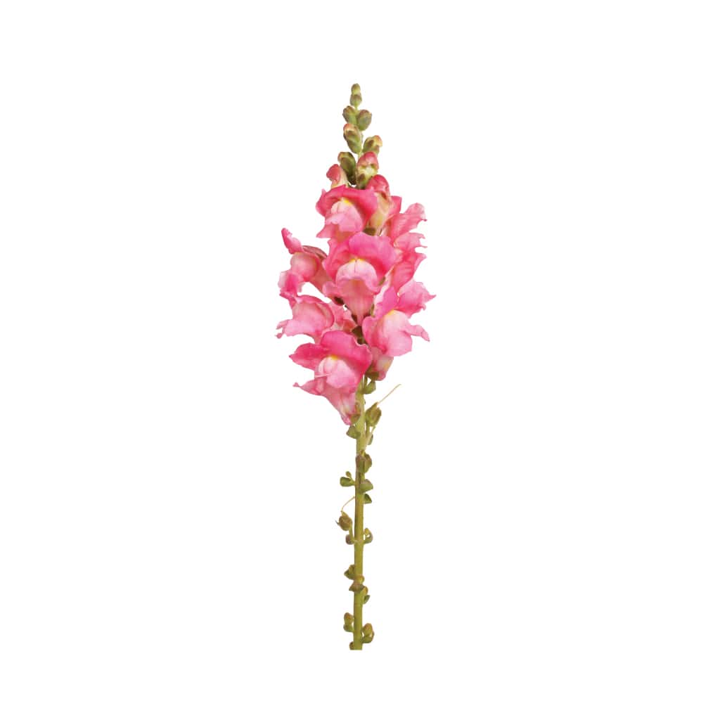 SnapDragon Pink • Asiri Blooms