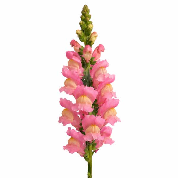 Snapdragon Pink