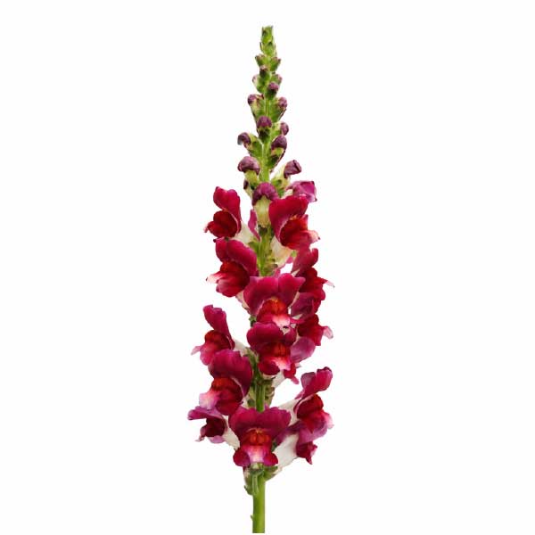 Snapdragon Red