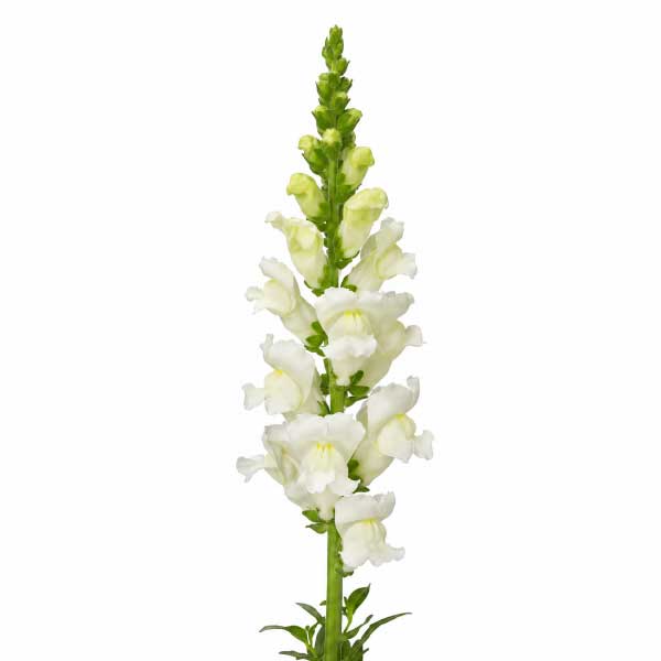 Snapdragon White