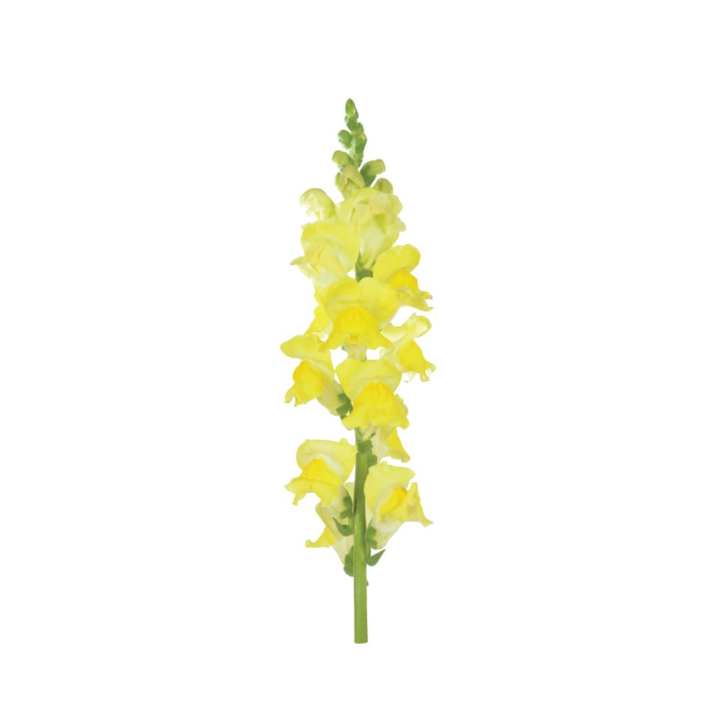 SnapDragon Yellow • Asiri Blooms