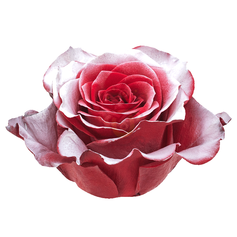 Snow Storm Tinted Roses