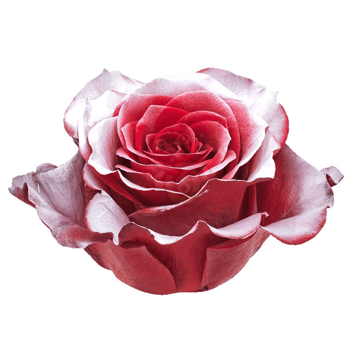 Snow Storm Tinted Roses