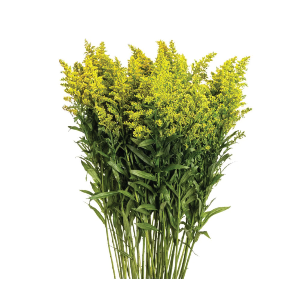 Solidago Golden Glory • Asiri Blooms • Bulk Flowers
